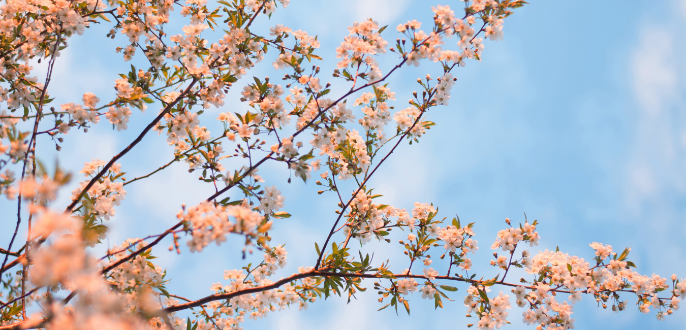 青空と花